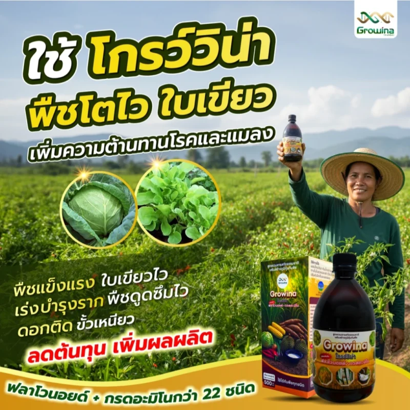 ใชเโกร์วิน่า ผลผลิตโตไว ใบเขียว