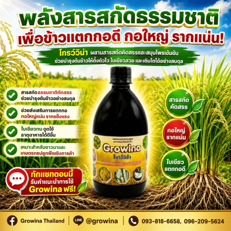 โกรว์วิน่า ฮอร์โมนน้ำ สารสกัดจากธรรมชาติ ลงทุนหลักร้อย แต่ผลผลิตหลักหมื่น 3 ขวด 990 3