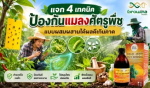 แจก 4 เทคนิคป้องกันแมลงศัตรูพืชแบบผสมผสาน ได้ผลดีเกินคาด