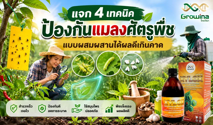แจก 4 เทคนิคป้องกันแมลงศัตรูพืชแบบผสมผสาน ได้ผลดีเกินคาด