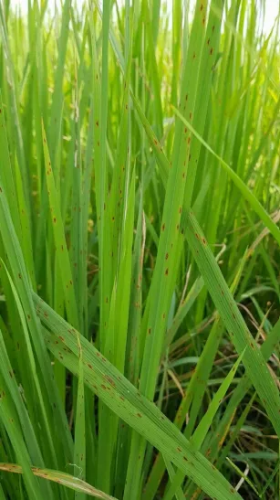 โรคใบจุดสีน้ำตาล (Brown Spot) ในนาข้าว
