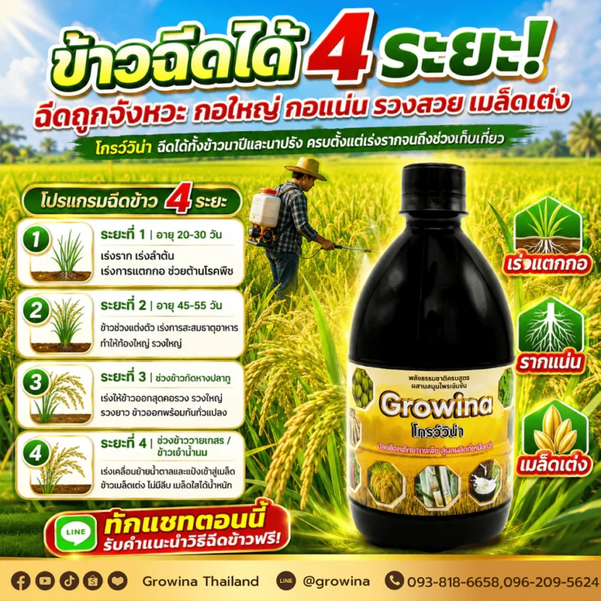 วิธีใช้ฮอร์โมนพืชโกรว์วิน่ากับข้าวให้เหมาะกับแต่ละระยะ