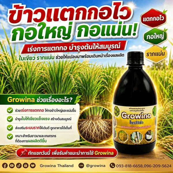 ข้าวแตกกอไว กอใหญ่ กอแน่นด้วย Growina