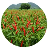 พริกชี้ฟ้าดกยกสวย ด้วยโกรว์วิน่า growina