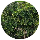 img-lime - Growina Thailand ผลิตภัณฑ์เกษตรสมุนไพร