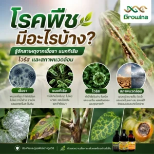 โรคพืชมีอะไรบ้าง? รู้จักสาเหตุจากเชื้อรา แบคทีเรีย ไวรัส และสภาพแวดล้อม