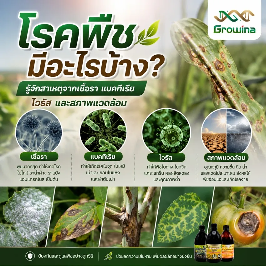 โรคพืชมีอะไรบ้าง? รู้จักสาเหตุจากเชื้อรา แบคทีเรีย ไวรัส และสภาพแวดล้อม
