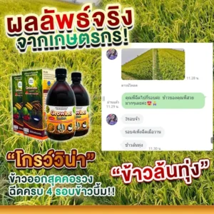"โกรว์วิน่า" ข้าวลั่นทุ่ง ข้าวออกสุดคอรวง ฉีดครบ 4 รอบข้าวยิ้ม!! ผลลัพธ์จริงจากเกษตรกร