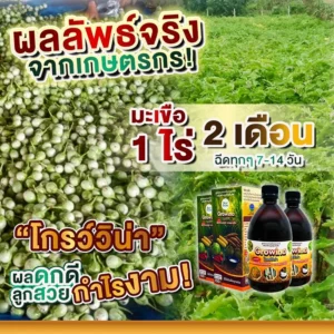 มะเขือ 1 ไร่ 2 เดือน "โกรว์วิน่า" ผลดกดี ลูกสวยเต็มโรงงาน! ฉีดทุกๆ 7-14 วัน