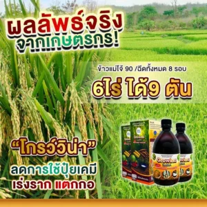 ผลลัพธ์จริงจากเกษตรกร! “โกรว์วิน่า" ข้าวแม่โจ้ 90 /ฉีดทั้งหมด 8 รอบ 6ไร่ ได้ 9 ตัน ลดการใช้ปุ๋ยเคมี เร่งราก แตกกอ