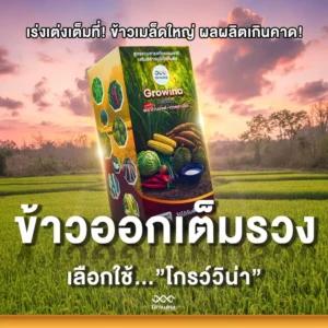 เร่งเต่งเต็มที่! ข้าวเมล็ดใหญ่ ผลผลิตเกินคาด! สูตรรวมสารสกัดธรรมชาติ เสริมสร้างภูมิคุ้มกันพืช