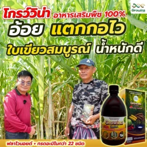 โกรว์วิน่า อาหารเสริมพืช 100% อ้อย แตกกอไว ใบเขียวสมบูรณ์ น้ำหนักดี ฟลาโวนอยด์ + กรดอะมิโนกว่า 22 ชนิด
