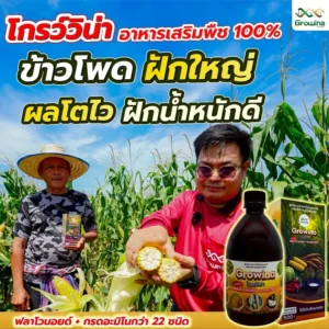 โกรว์วิน่า อาหารเสริมพืช 100% ข้าวโพด ฝักใหญ่ ผลโตไว ฝักน้ำหนักดี ฟลาโวนอยด์ + กรดอะมิโนกว่า 22 ชนิด ใช้ได้กับพืชทุกชนิด