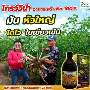 โกรว์วิน่า อาหารเสริมพืช 100% มัน หัวใหญ่ โตไว ใบเขียวเข้ม ฟลาโวนอยด์ + กรดอะมิโนกว่า 22 ชนิด ใช้ได้กับพืชทุกชนิด