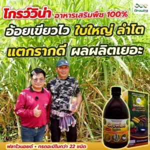 โกรว์วิน่า อาหารเสริมพืช 100% อ้อยเขียวไว ใบใหญ่ ลำโต แตกรากดี ผลผลิตเยอะ ฟลาโวนอยด์ + กรดอะมิโนกว่า 22 ชนิด ใช้ได้กับพืชทุกชนิด