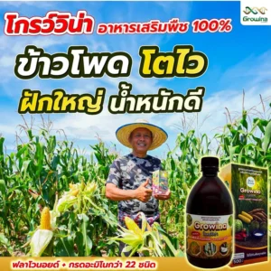 โกรว์วิน่า อาหารเสริมพืช 100% ข้าวโพด โตไว ฝักใหญ่ น้ำหนักดี ฟลาโวนอยด์ + กรดอะมิโนกว่า 22 ชนิด
