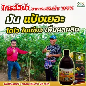 โกรว์วิน่า อาหารเสริมพืช 100% มัน แป้งเยอะ โตไว ใบเขียว เพิ่มผลผลิต ฟลาโวนอยด์ + กรดอะมิโนกว่า 22 ชนิด