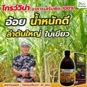 โกรว์วิน่า อาหารเสริมพืช 100% อ้อย น้ำหนักดี ลำต้นใหญ่ ใบเขียว ฟลาโวนอยด์ + กรดอะมิโนกว่า 22 ชนิด