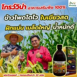 โกรว์วิน่า อาหารเสริมพืช 100% ข้าวโพดโตไว ใบเขียวสด ฝักแน่น เมล็ดใหญ่ น้ำหนักดี ฟลาโวนอยด์ + กรดอะมิโนกว่า 22 ชนิด ใช้ได้กับพืชทุกชนิด
