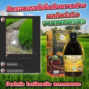ฉีดรอบแรกก็เห็นถึงความต่าง ผลลัพธ์จริงจากเกษตรกร พลังธรรมชาติครบสูตร ผสานสมุนไพรเข้มข้น โกรว์วิน่า