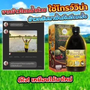 จากข้าวโดนน้ำท่วม ใช้โกรว์วิน่า ข้าวกลับมาฟื้นคืนอีกครั้ง