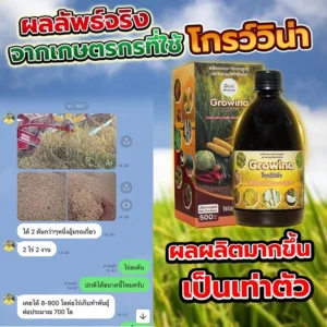 ผลลัพธ์จริงจากเกษตรกรที่ใช้ โกรว์วิน่า พลังธรรมชาติครบสูตร ผสานสมุนไพรเข้มข้น ผลผลิตมากขึ้นเป็นเท่าตัว