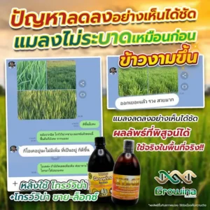ข้าวงามขึ้น แมลงไม่ระบาดเหมือนก่อน หลังใช้ โกรว์วิน่า + โกรว์วิน่า ซาย-ล็อกซ์ แมลงลดลงอย่างเห็นได้ชัด