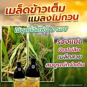 เมล็ดข้าวเต็ม แมลงไม่กวน ใช้ชุดนี้ฉีดพ่น 2 รอบ รวงแน่น ข้าวไม่ลีบ เมล็ดสวย สมบูรณ์กว่าเดิม