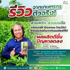 รีวิวจริงจากเกษตรกร สวนพริก สวนมะเขือ หลังจากใช้ Growina โกรว์วิน่า พี่พยอมพอใจมากกับผลลัพธ์ที่ได้ ผลผลิตดีขึ้น ปัญหาลดลง สวนผัก คุณพยอม อ.ด่านขุนทด จ.นครราชสีมา