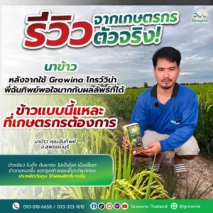 นาข้าวจากเกษตรกรตัวจริง! หลังจากใช้ Growina โกรว์วิน่า พี่ฉันทิพย์พอใจมากกับผลลัพธ์ที่ได้จ.สุพรรณบุรี