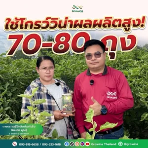 โกรว์วิน่า ใช้โกรว์วิน่าผลผลิตสูง! เกษตรกรผู้ใช้ผลิตภัณฑ์จริง ไร่มะเขือ คุณจุ๊ อ.ลาดยาง จ.นครสวรรค์