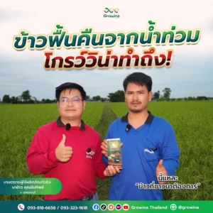 โกรว์วิน่า ข้าวฟื้นคืนจากน้ำท่วม โกรว์วิน่าทำถึง! เกษตรกรผู้ใช้ผลิตภัณฑ์จริง นาข้าว คุณฉันทิพย์ จ.สุพรรณบุรี "นี่แหละ ข้าวที่ชาวนาต้องการ"