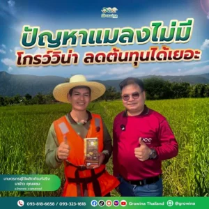 โกรว์วิน่า ปัญหาแมลงไม่มี โกรว์วิน่า ลดต้นทุนได้เยอะ เกษตรกรผู้ใช้ผลิตภัณฑ์จริง นาข้าว คุณแซม อ.โกรกพระ จ.นครสวรรค์