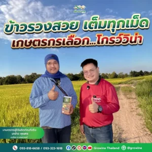 โกรว์วิน่า ข้าวรวงสวย เต็มทุกเม็ด เกษตรกรเลือก...โกรว์วิน่า เกษตรกรผู้ใช้ผลิตภัณฑ์จริง นาข้าว คุณศร อ.เมือง จ.นครสวรรค์