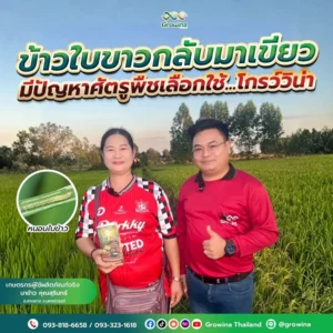 โกรว์วิน่า ข้าวใบขาวกลับมาเขียว มีปัญหาศัตรูพืชเลือกใช้...โกรว์วิน่า เกษตรกรผู้ใช้ผลิตภัณฑ์จริง นาข้าว คุณสุรินทร์ อ.ลาดยาง จ.นครสวรรค์