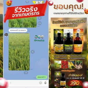 รีวิวจริงจากเกษตรกร โกรว์วิน่า อาหารเสริมพืชเกรดพรีเมี่ยม เร่งการเจริญเติบโต ใบเขียวเข้ม ใบหนา เร่งราก เร่งแตกกอ