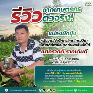 จากเกษตรกรตัวจริง! แปลงผักบุ้ง หลังจากใช้ Growina โกรว์วิน่า พี่อาทิตย์พอใจมากกับผลลัพธ์ที่ได้ แตกรากดี รากเดินดี สวนผักบุ้ง คุณอาทิตย์ อ.ศรีนคร จ.สุโขทัย เปลี่ยน "ต้นทุนสูง" ให้เป็น "กำไรสูง" ได้