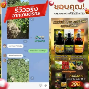 จากเกษตรกรตัวจริง! ปลูกมะเขือเทศ ผลดก ติดลูกเยอะ พอใจมากๆจ้า