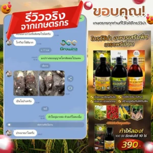 รีวิวจริงจากเกษตรกร ขอบคุณเกษตรกรทุกท่านที่ไว้ใจใช้โกรว์วิน่า สวนกระชาย หัวใหญ่ หวานกรอบ