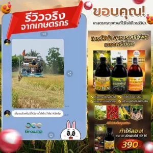 รีวิวจริงจากเกษตรกร ขอบคุณเกษตรกรทุกท่านที่ไว้ใจใช้โกรว์วิน่า โกรว์วิน่า อาหารเสริมพืชเกรดพรีเมี่ยม เร่งการเจริญเติบโต