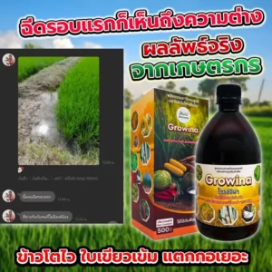 จากเกษตรกรตัวจริง! ไร่ข้าวโพด หลังจากใช้ Growina โกรว์วิน่า พี่นิชลพอใจมากกับผลลัพธ์ที่ได้ ข้าวโพดฝักใหญ่มาก ไร่ข้าวโพด คุณนิชล อ.ด่านขุนทด จ.นครราชสีมา