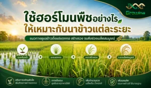 ใช้ฮอร์โมนพืชอย่างไรให้เหมาะกับนาข้าวแต่ละระยะ
