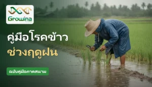 เกษตรกรตรวจโรคข้าวในนาช่วงฤดูฝน