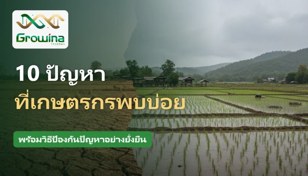 ปัญหาที่เกษตรกรพบบ่อย ภัยแล้งดินแตกระแหงและนาข้าวน้ำท่วมขัง