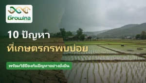 ปัญหาที่เกษตรกรพบบ่อย ภัยแล้งดินแตกระแหงและนาข้าวน้ำท่วมขัง