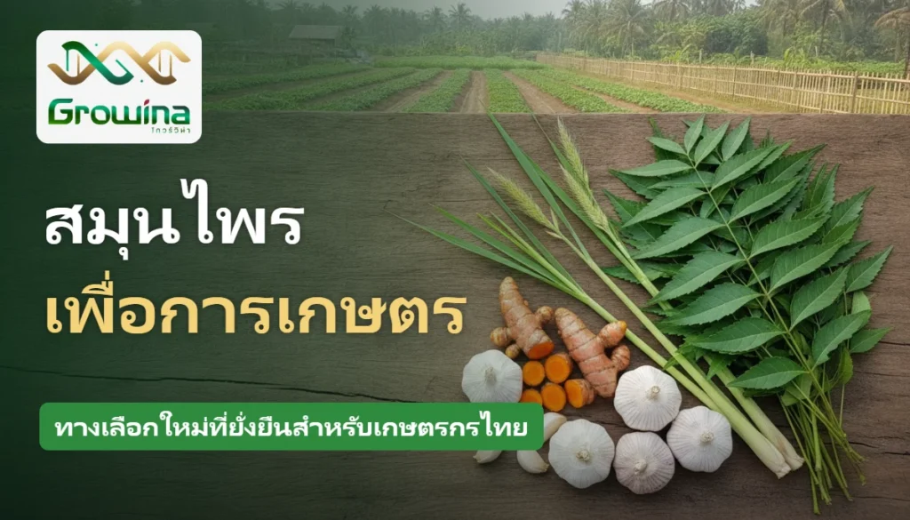 สมุนไพรเพื่อการเกษตร สะเดา ตะไคร้หอม ขมิ้นชัน และกระเทียม