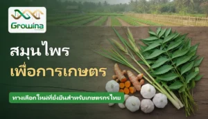 สมุนไพรเพื่อการเกษตร สะเดา ตะไคร้หอม ขมิ้นชัน และกระเทียม