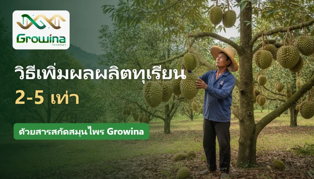 สวนทุเรียนผลดก เกษตรกรตรวจผลทุเรียน วิธีเพิ่มผลผลิตทุเรียนด้วยสารสกัดสมุนไพร Growina
