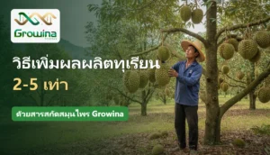 สวนทุเรียนผลดก เกษตรกรตรวจผลทุเรียน วิธีเพิ่มผลผลิตทุเรียนด้วยสารสกัดสมุนไพร Growina