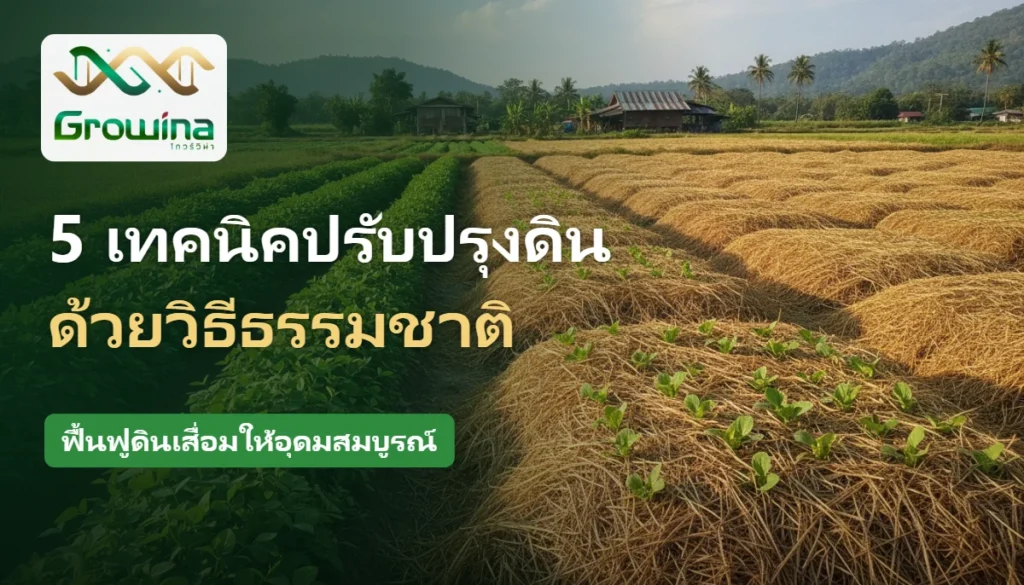 แปลงผักคลุมฟางข้าวและปลูกพืชตระกูลถั่ว เทคนิคปรับปรุงดินด้วยวิธีธรรมชาติ